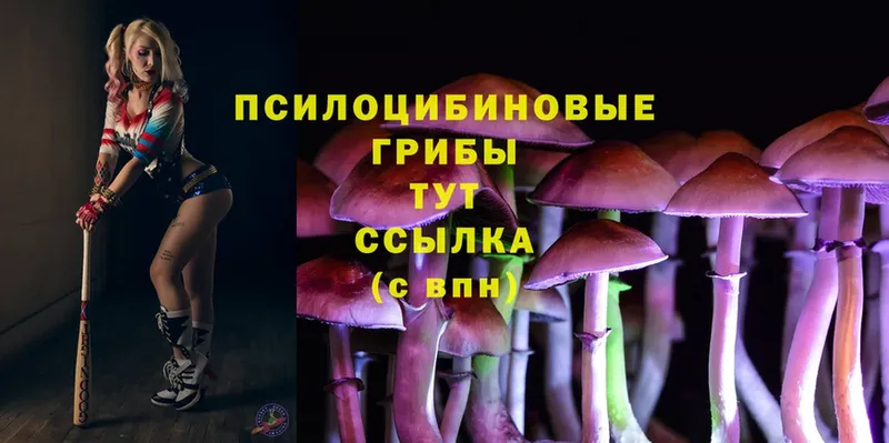 Галлюциногенные грибы Psilocybine cubensis  сколько стоит  Мурино 